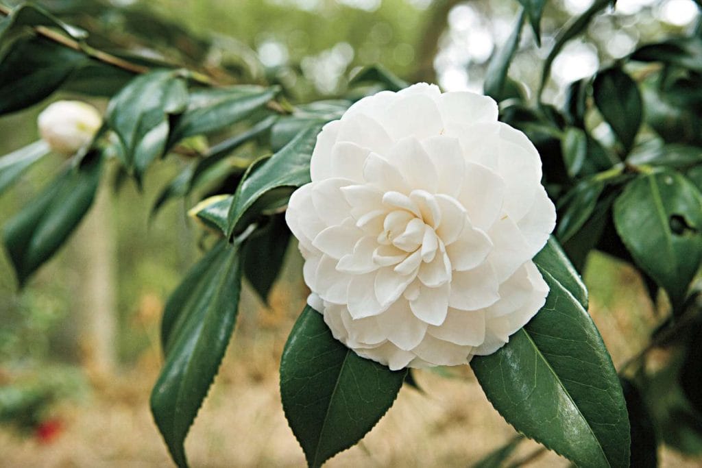 Camellias You Need to See