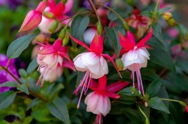 Hybrid Fuchsia