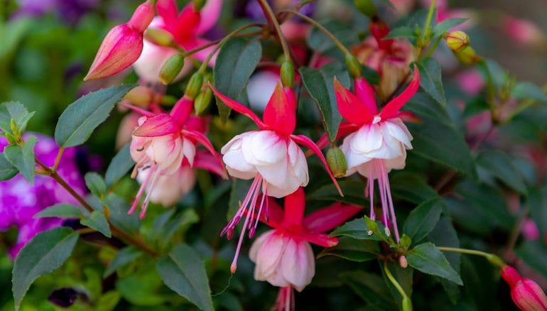 Hybrid Fuchsia