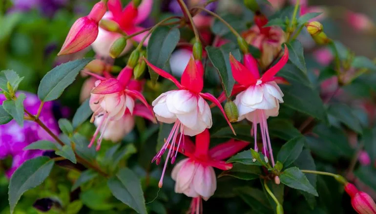 Hybrid Fuchsia