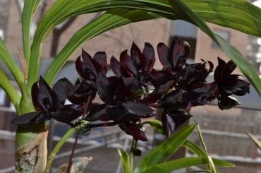 Rare Black Orchids
