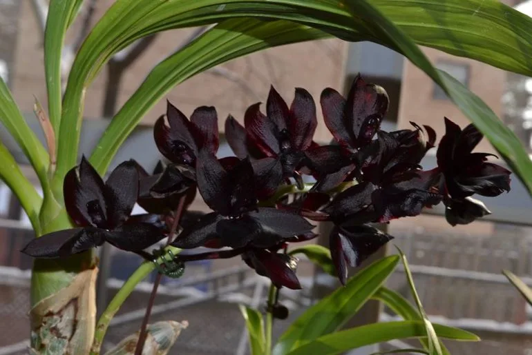 Rare Black Orchids