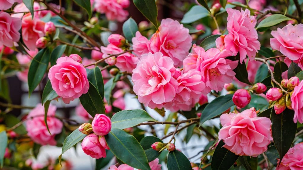 Types of Camellias