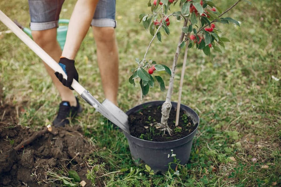 How to Plant and Care for Non-Invasive Root Trees