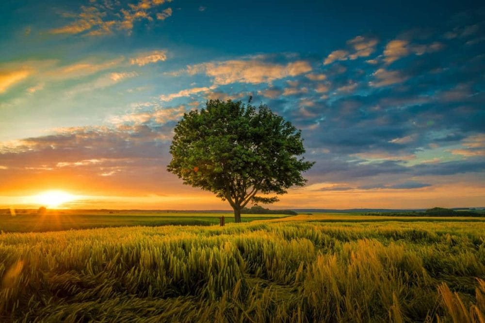 Small Trees with Non-Invasive Roots