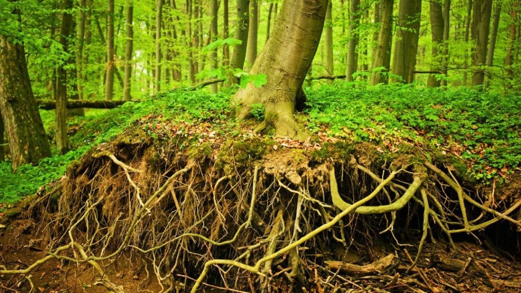 Types of Tree Roots