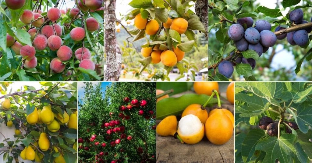 Best Fruit Trees to Plant for Your Garden