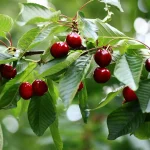 Best Fruit Trees to Plant