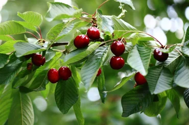 Best Fruit Trees to Plant