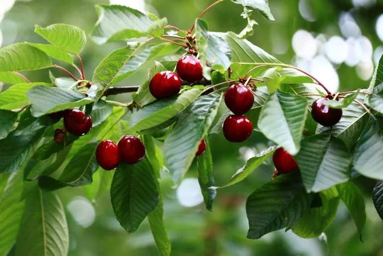 Best Fruit Trees to Plant