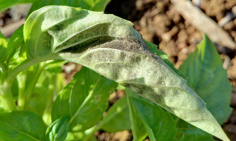 White Spots on Basil Leaves